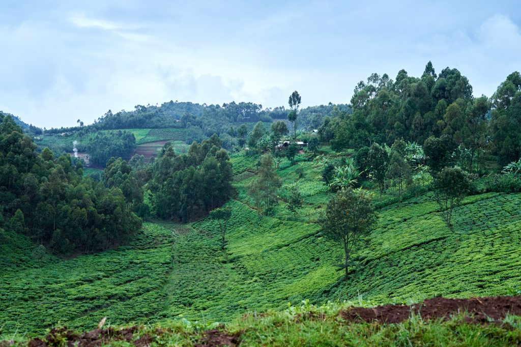 Teefelder in Ruanda