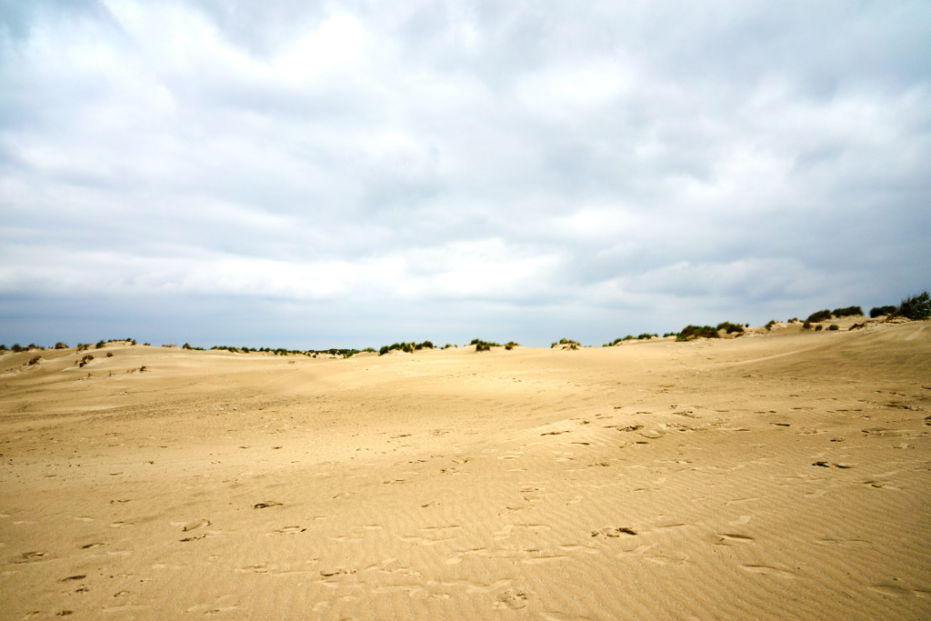 Dünen am Strand von Borkum