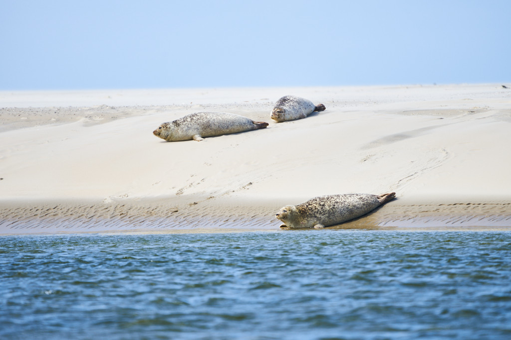 Seehunde auf der Sandbank vor Borkum